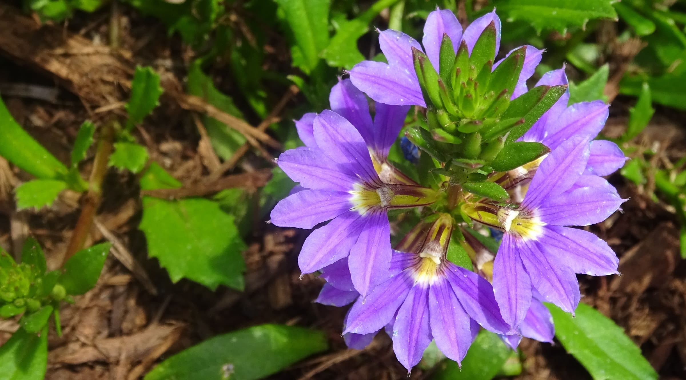 A close up of a purple scaevola fan flower with a green succulent like center.